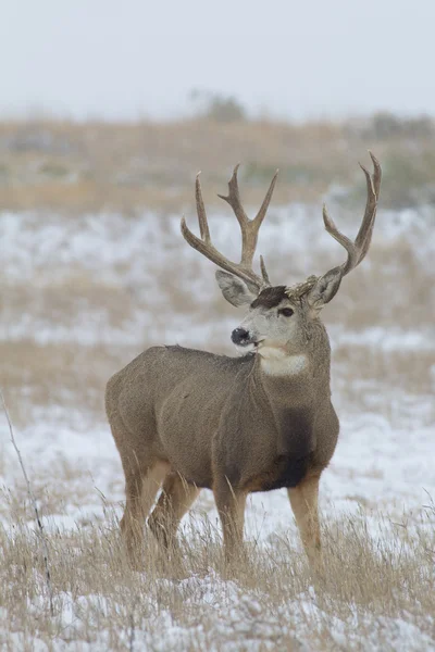 Grote Muildierhert buck in sneeuw — Stockfoto