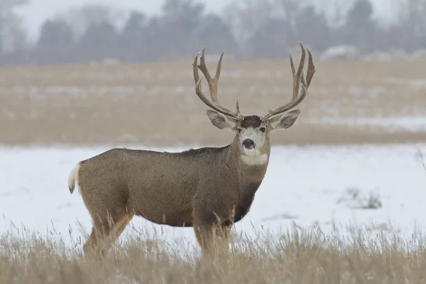 Grote Muildierhert buck in sneeuw — Stockfoto