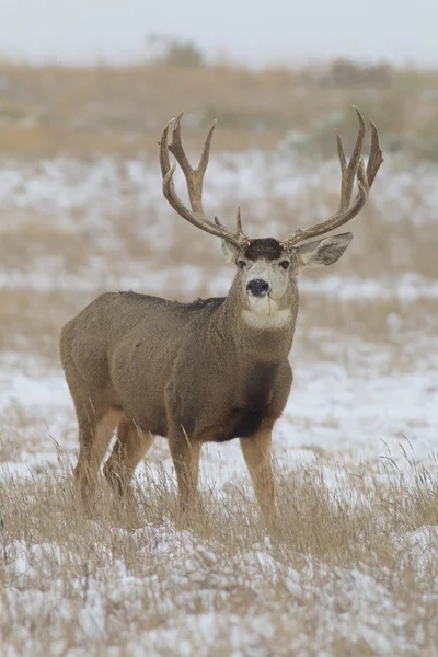 Big Mule ciervo Buck en la nieve —  Fotos de Stock