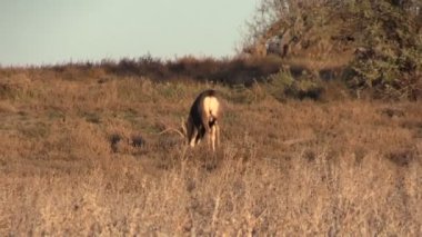 Katır Geyiği Buck