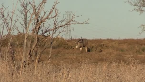 Mule Buck cerf — Video