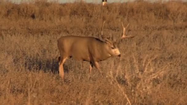 Mulo cervo buck — Video Stock