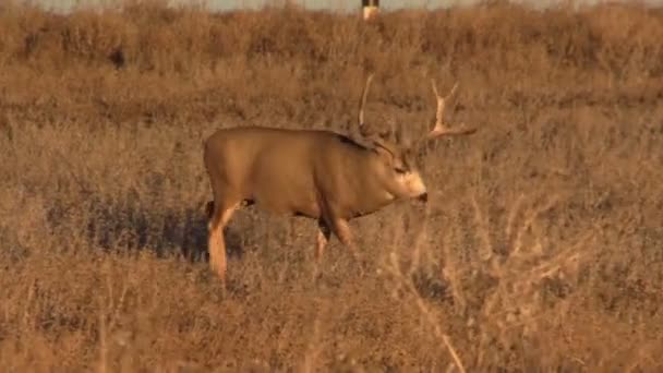 Mule Buck cerf