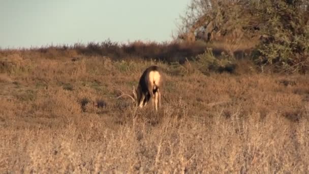 Mule Deer Buck — Stock Video