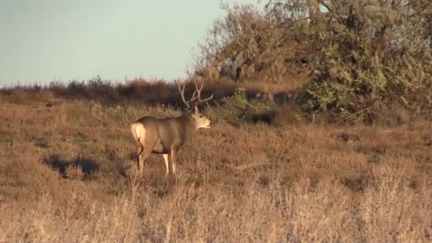 Mule Deer Buck — Stock Video
