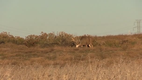 Mulo cervo buck — Video Stock