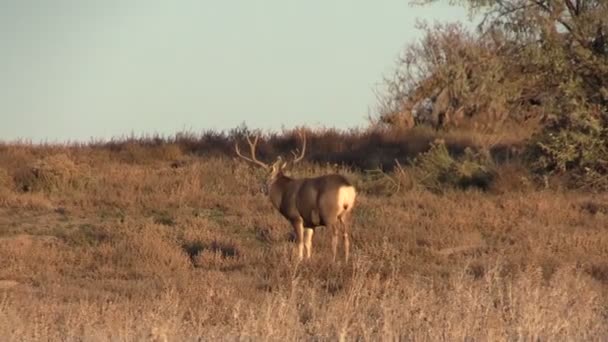 Jeleny buck — Stock video