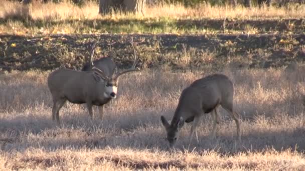 Mule Deer Buck et Doe en rut — Video