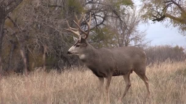 Mule Buck cerf