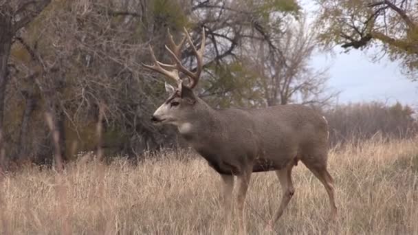 Mule Deer Buck — Stock Video