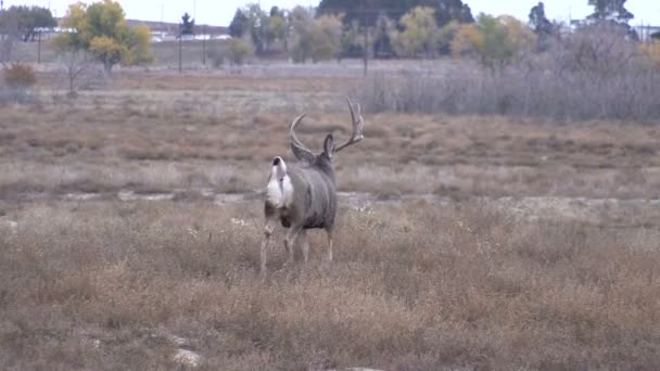Mulo cervo buck — Video Stock