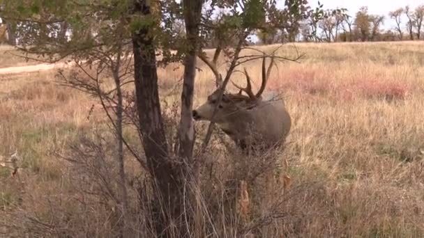 Mule veado Buck esfregando — Vídeo de Stock