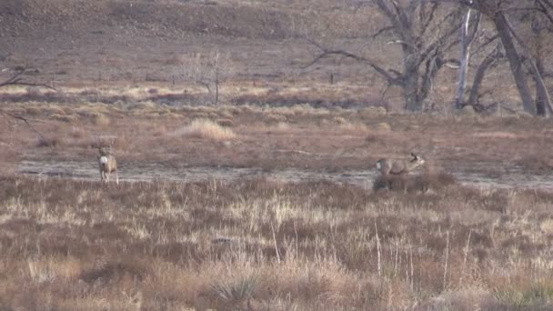 Mule deer buck och doe i rut — Stockvideo