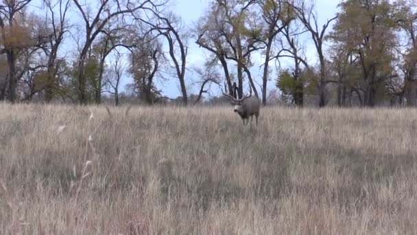 Mule Deer Buck — Stock Video