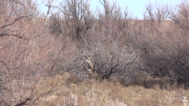 Jeleny buck — Stock video