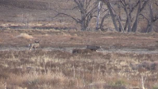 Mula ciervo Buck y Doe en la rutina — Vídeo de stock