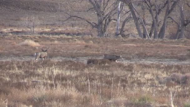 Veado Mule Buck e Doe na rotina — Vídeo de Stock