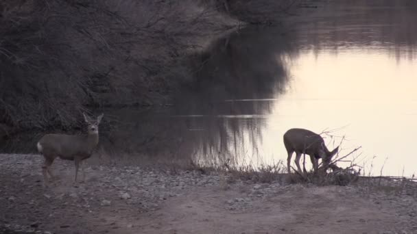 Le cerf mulet le fait 