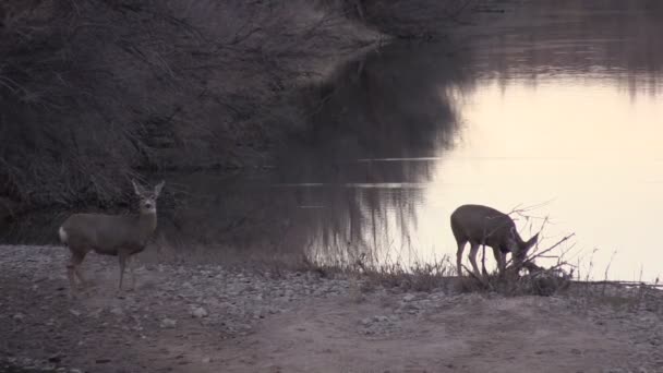 Mule deer gör — Stockvideo