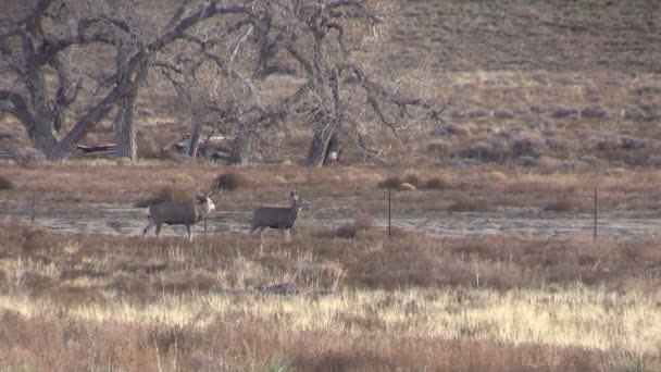 Mule Deer Buck et Doe en rut 