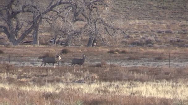 Cervo mulo buck e doe in carreggiata — Video Stock