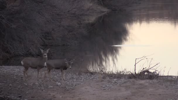 Mule Deer Does — Stock Video