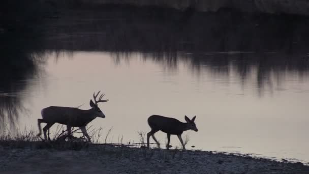 Mule Deer Buck et Doe en rut — Video