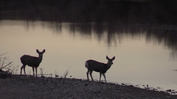 Mule deer gör — Stockvideo