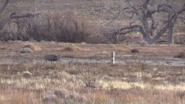 Mule Buck cerf — Video