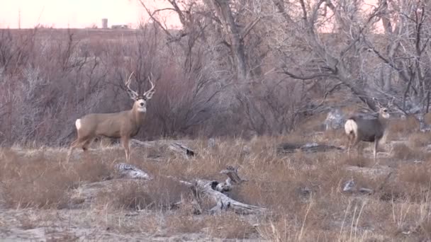 Veado Mule Buck e Doe na rotina — Vídeo de Stock