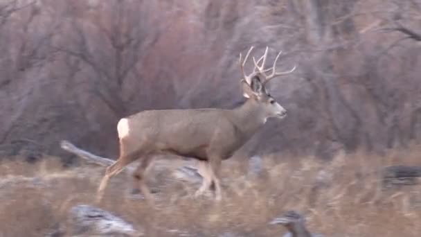 Ciervo de mula Buck — Vídeos de Stock
