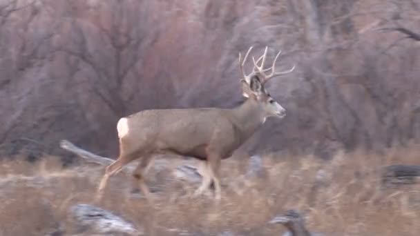 Mule Deer Buck — Stock Video