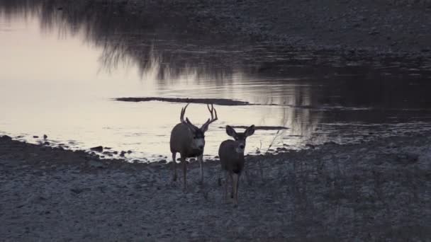 Чернохвостый олень самец и самка в колею — стоковое видео
