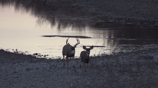 Mula ciervo Buck y Doe en la rutina — Vídeo de stock