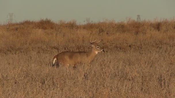 Bel Whitetail Buck — Video Stock