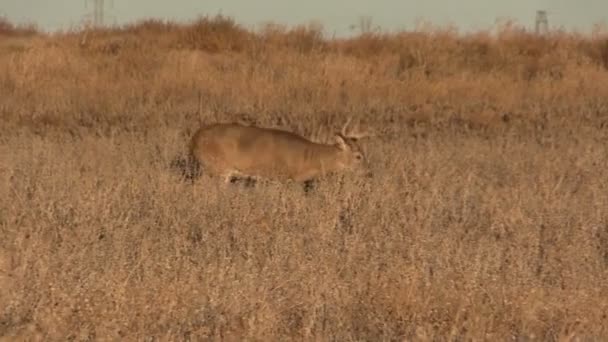 Bel Whitetail Buck — Video Stock