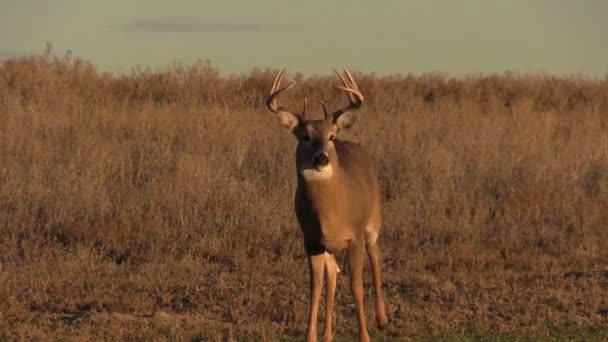 Bom Whitetail Buck — Vídeo de Stock