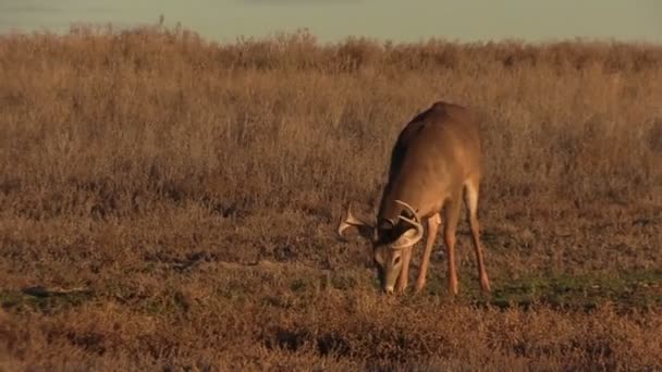 Trevlig whitetail buck — Stockvideo