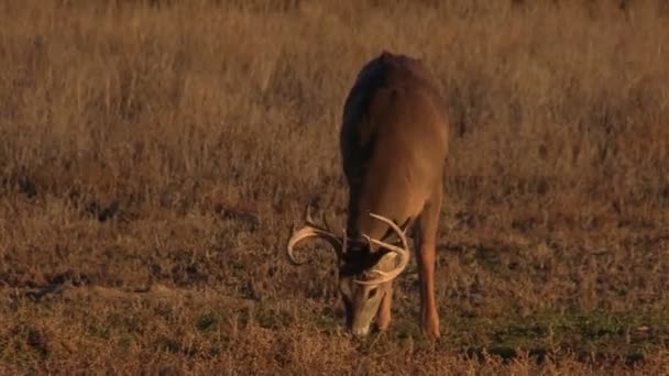 Mooi whitetail buck — Stockvideo