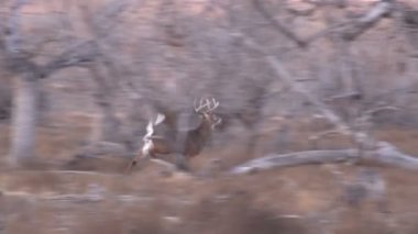 Whitetail buck koşu