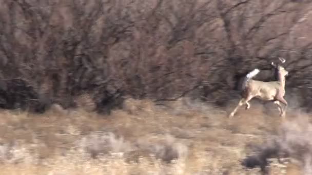 Cola blanca Buck Running — Vídeo de stock