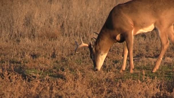 Ładne whitetail złotówki — Wideo stockowe