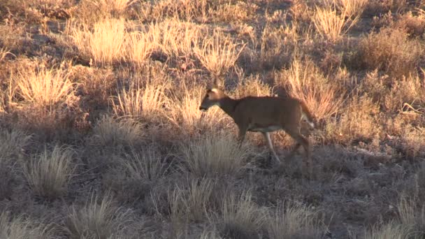 biche à queue blanche