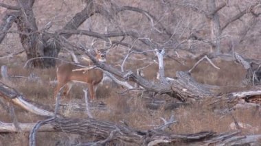 güzel whitetail buck