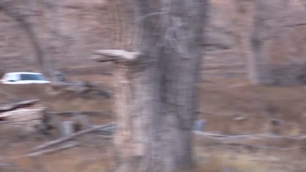 Cola blanca Buck Running — Vídeos de Stock