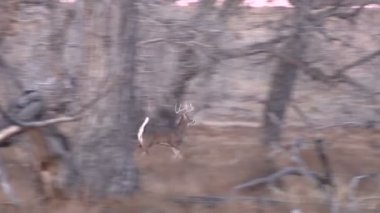 Whitetail buck koşu