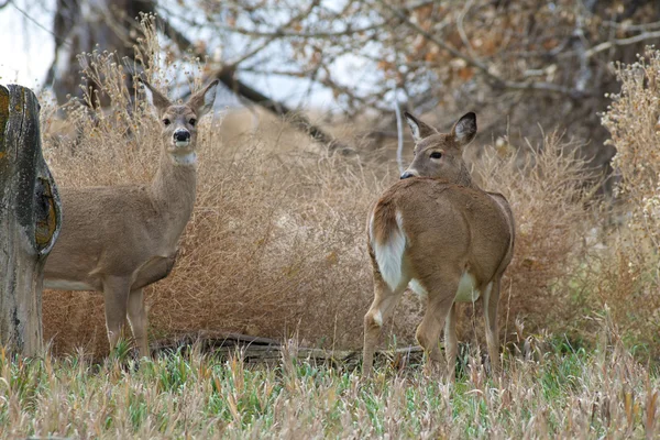 Whitetail faz — Fotografia de Stock