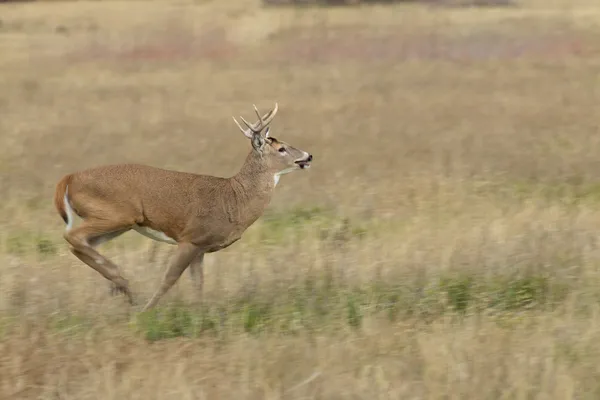 Whitetail buck futás — Stock Fotó