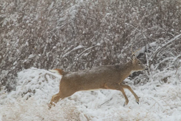 Whitetail Buck correre nella neve — Foto Stock