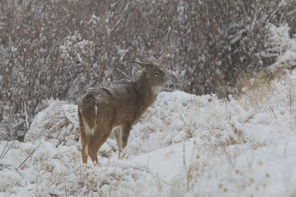 Whitetail Buck na neve — Fotografia de Stock